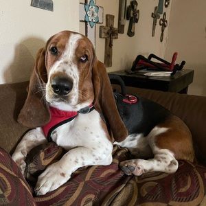 Meet your Posher, David